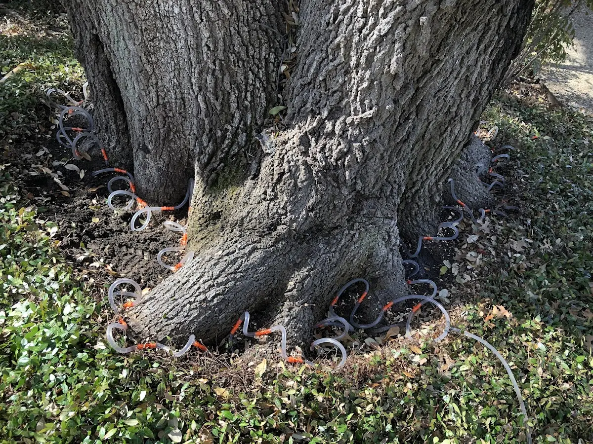 Detailed Tree Cabling and Bracing job site in Coal Hill